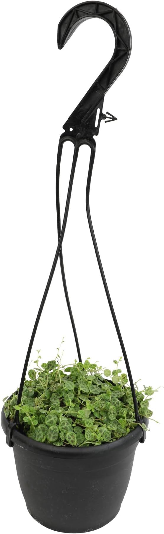 String of Turtles Live Plant Hanging Basket, Pet Friendly Live Indoor Plants, Peperomia prostrata Succulent, Real Houseplant, Non-Toxic Houseplants for Home or Office