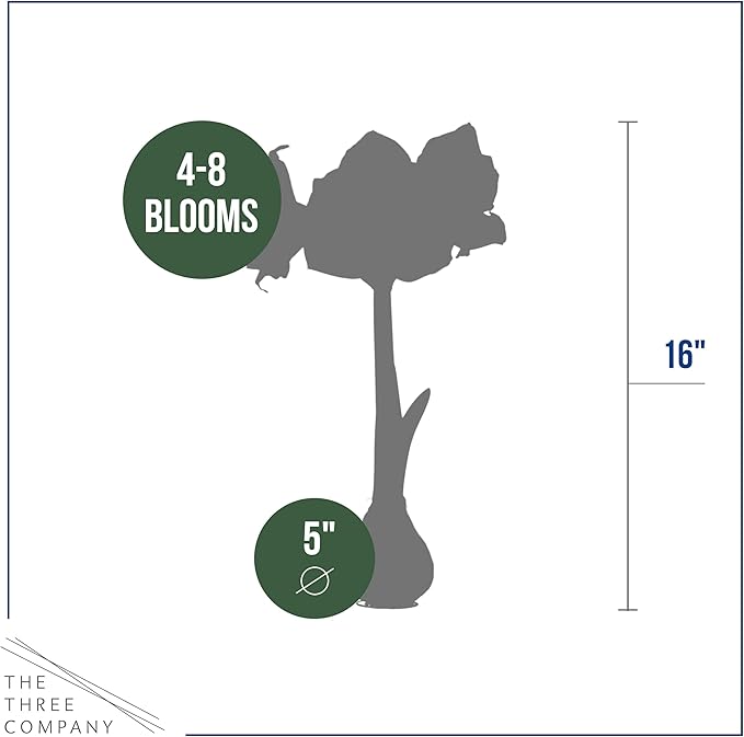Waxed Amaryllis Bulb 2-Pack – Red Wax with Red Blooms – Live Holiday Gift Plant, Easy Care, No Watering Needed