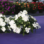 RedCrocus Impatiens Xtreme White – Vibrant White Flowering Annual, Perfect for Shade Gardens & Containers, Attracts Pollinators, Easy Care, Pet Safe (with Caution) 6" Pot (Pack of 5)