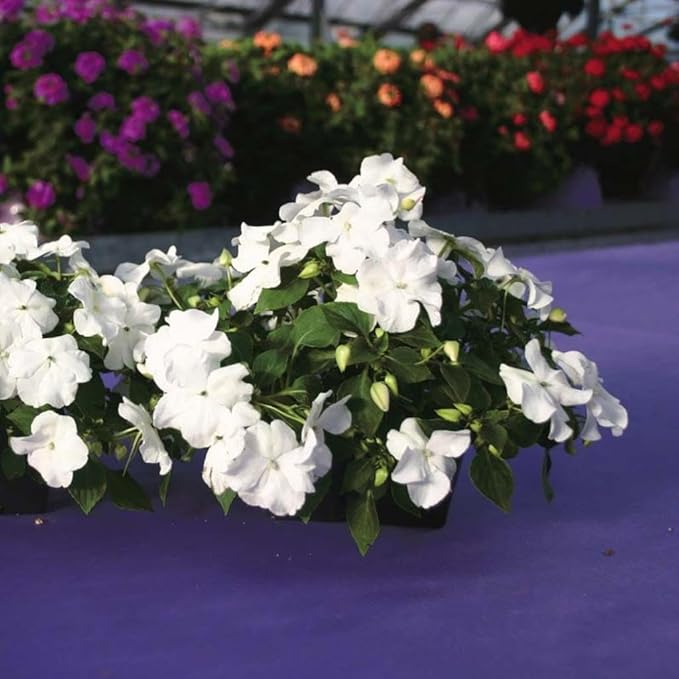 RedCrocus Impatiens Xtreme White – Vibrant White Flowering Annual, Perfect for Shade Gardens & Containers, Attracts Pollinators, Easy Care, Pet Safe (with Caution) 6" Pot (Pack of 5)