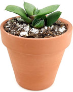 Gasteria Ox Tongue Succulent - Unique Succulent Plant - Gasteria Plants Live - Live Healthy Succulents (2" + Clay Pot)