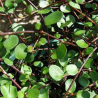 Muehlenbeckia complexa, Fairy Vine, Container Size: 3" (2.6x3.5)