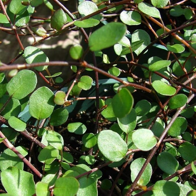 Muehlenbeckia complexa, Fairy Vine, Container Size: 3" (2.6x3.5)