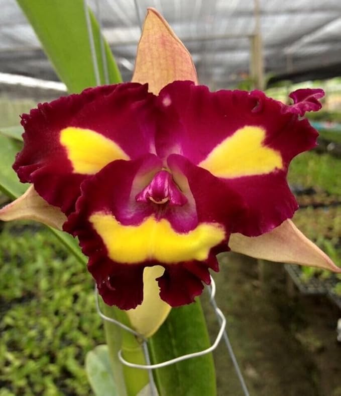 Rlc Cattleya Lady Gaga Orchid Comes in 2" Pot From Hawaii