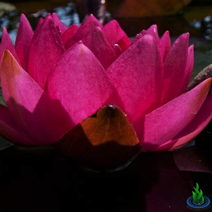 Live Water Lily Tuber Nymphaea James Brydon Pink Hardy Aquatic Plants for Aquarium Freshwater Fish Pond Garden