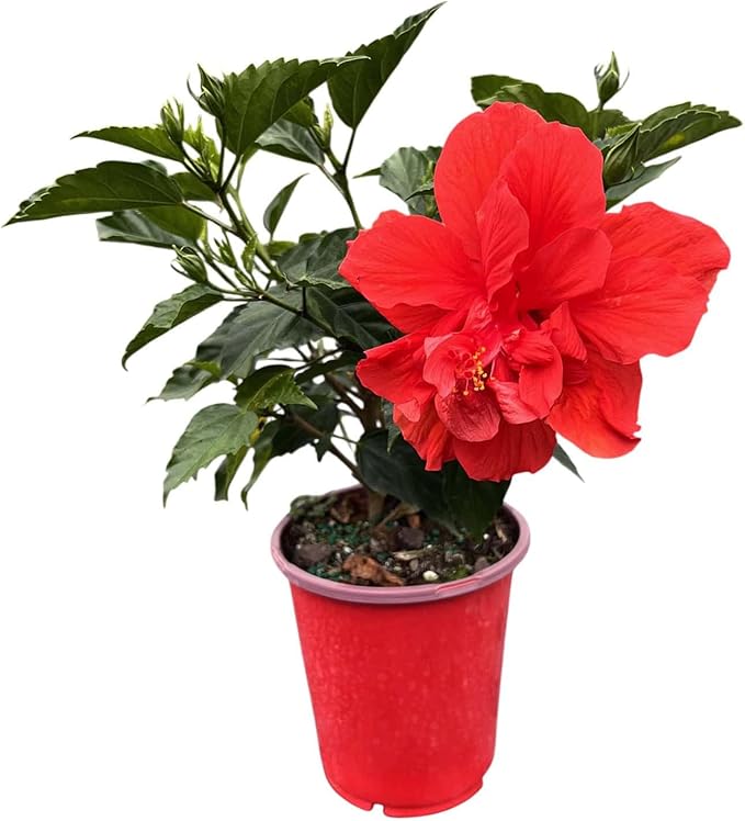 Double Red Hibiscus Bush, Overall Height 10" to 14", Live Tropical Hibiscus Plant (1 Gallon/6" Nursery Pot)