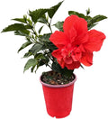 Double Red Hibiscus Bush, Overall Height 10" to 14", Live Tropical Hibiscus Plant (1 Gallon/6" Nursery Pot)