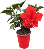 Double Red Hibiscus Bush, Overall Height 10" to 14", Live Tropical Hibiscus Plant (1 Gallon/6" Nursery Pot)
