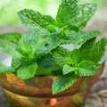 Peppermint Plants Live, Mint Plants for Inside and Home Décor, 3-Inch Potted Fresh Herb for Kitchen Gardens and Indoor Outdoor Growing