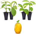 'Giant Granadilla' Passion Fruit Vines (4 Pack) – Live Starter Plants for Planting, Ideal for Creating Lush Garden Canopies, Producing Juicy Fruits Ideal for Fresh Consumption