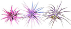 Rainforest Grown 3 Pack Ionantha Air Plants Assorted Sizes Pink & Purpled Enhanced Coloring - Live Tillandsia - 1 to 3 inches Succulents 30 Day Guarantee