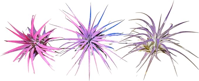 Rainforest Grown 3 Pack Ionantha Air Plants Assorted Sizes Pink & Purpled Enhanced Coloring - Live Tillandsia - 1 to 3 inches Succulents 30 Day Guarantee