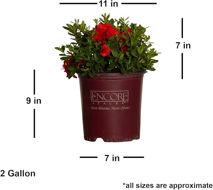 Encore Azalea Autumn Embers (2 Gallon) Red - Orange Flowering Shrub - Full Sun Live Outdoor Plant