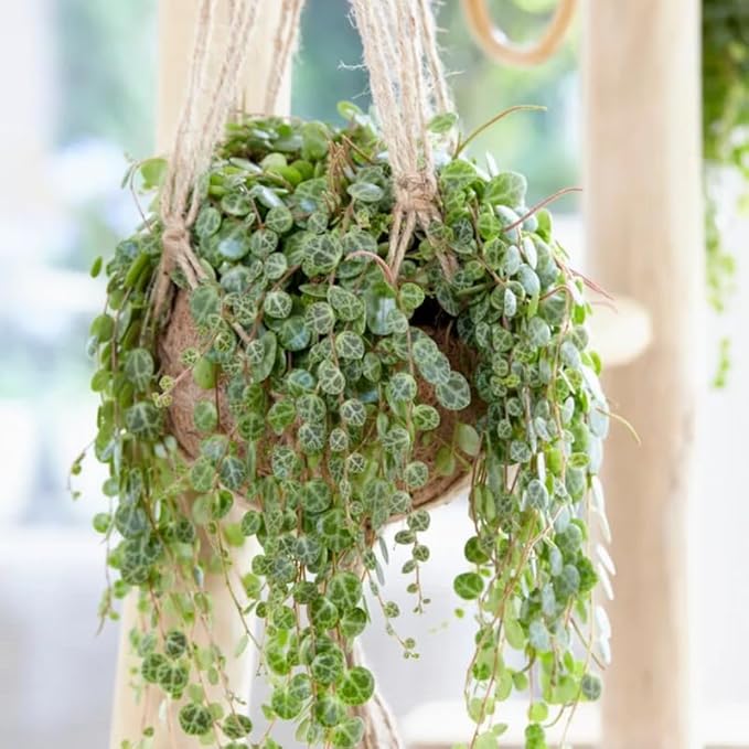 String of Turtles Plant Live, Rare Succulent Trailing Vine in Pot, Indoor Houseplant