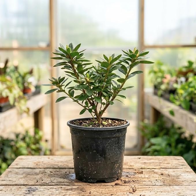 Azalea Live Plant, Live Azalea Plants, Flowering Shrub with Vibrant Red Blooms, 4-7 Inches Tall in 4 Inch Pot (Red)