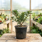 Azalea Live Plant, Live Azalea Plants, Flowering Shrub with Vibrant Red Blooms, 4-7 Inches Tall in 4 Inch Pot (Pink)