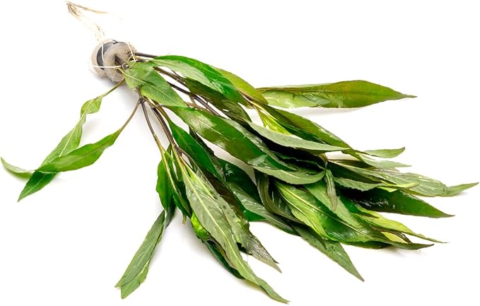 SubstrateSource Live Aquarium Stem Plants - Freshwater Aquatic Plant for Fish Tanks, Aquascaping - (Ludwigia Inclinata, 1 Bunch)