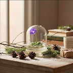 Live Pinguicula cyclosecta (Violet-Rosette Mexican Butterwort) in Glass Dome – Zero-Care Carnivorous Plant Terrarium, Succulent-Like Carnivore Plant.
