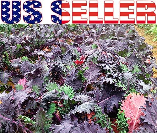 1000 Kale Mixed Seeds, This is a Mix Dwarf Blue Curled, Lacinato Dinosaur, Siberian Dwarf, Russian Red, Heirloom Non-GMO USA Grown Brassica oleracea