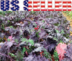1000 Kale Mixed Seeds, This is a Mix Dwarf Blue Curled, Lacinato Dinosaur, Siberian Dwarf, Russian Red, Heirloom Non-GMO USA Grown Brassica oleracea