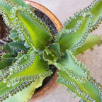 Kalanchoe Plant Live, Mother of Thousands Live Plant in 2" Pot, Rare Succulent Indoor Houseplant (Green Kalanchoe)