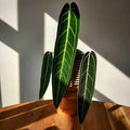 Anthurium Warocqueanum, 2 Inch Live Queen Anthurium Plant, Rare Velvet Leaf Tropical Indoor Houseplant