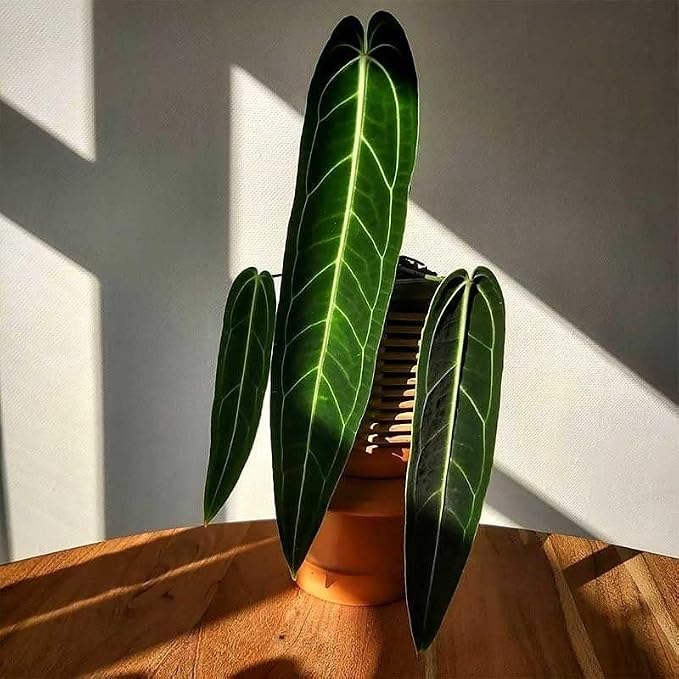 Anthurium Warocqueanum, 2 Inch Live Queen Anthurium Plant, Rare Velvet Leaf Tropical Indoor Houseplant