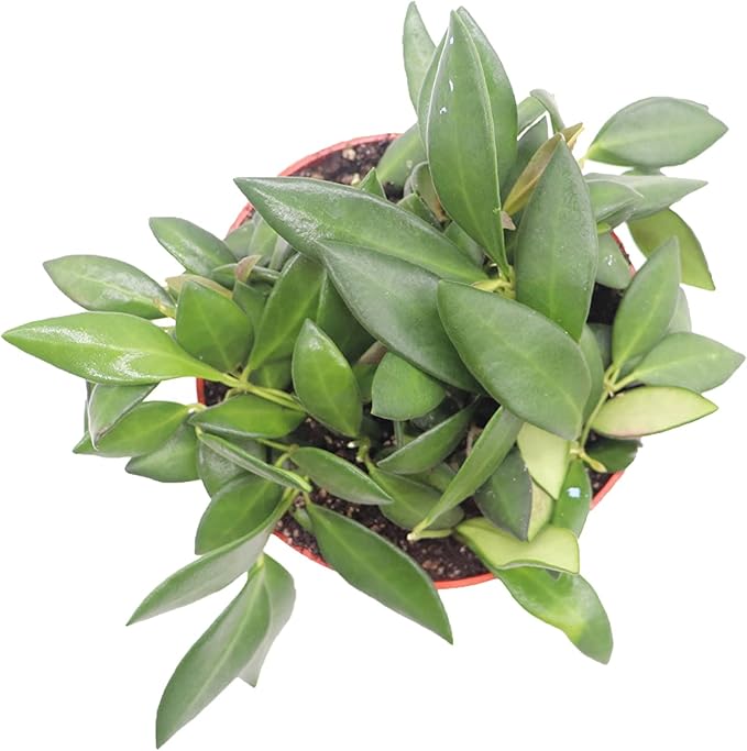 Hoya Burtoniae - 6'' from California Tropicals