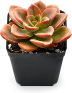 Sprout N Green Colorful Succulents Collection, 3 Live Succulent Plant Fully Rooted in 2 inch Starter Pot, Home Office Indoor Outdoor Wedding Decoration DIY Projects Party Favor