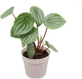 Watermelon Peperomia | 4 inch | Tropical Ambiance