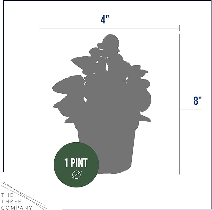 Live Begonia - Green Leaf Ambassador Red (4 Per Pack), Beautiful Shade Annual, Ships 8" Tall by 4" Wide in 1 Pt Pot