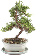 Brussel's Bonsai - Live Green Mound Juniper Bonsai Tree with White Ceramic Tray, Outdoor Bonsai Tree Live Plant, Easy Care Evergreen Bonsai for Patio Garden Decor