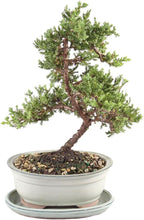 Brussel's Bonsai - Live Green Mound Juniper Bonsai Tree with White Ceramic Tray, Outdoor Bonsai Tree Live Plant, Easy Care Evergreen Bonsai for Patio Garden Decor