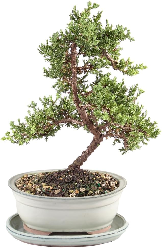 Brussel's Bonsai - Live Green Mound Juniper Bonsai Tree with White Ceramic Tray, Outdoor Bonsai Tree Live Plant, Easy Care Evergreen Bonsai for Patio Garden Decor