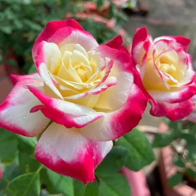 Rose Live Plant, Roses Flower Plant, Fragrant Flower for Planting, 4-6 Inches Tall, Bush Shrub Plants, Well Rooted, Ready to Grow (Pink White Rose)