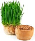 Todd's Seeds Wheatgrass Seeds; Hard Red Winter Wheat, Non-GMO, Chemical Free, High Germination (5 Pounds)