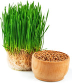 Todd's Seeds Wheatgrass Seeds; Hard Red Winter Wheat, Non-GMO, Chemical Free, High Germination (5 Pounds)
