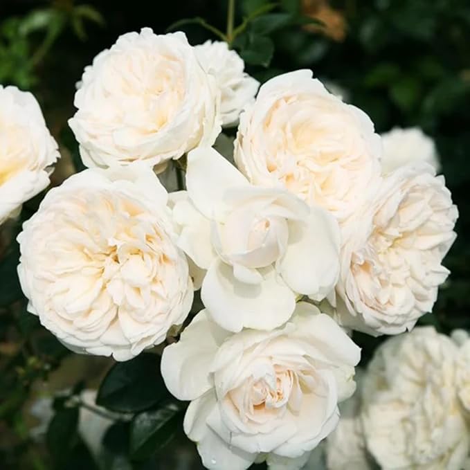 Fragrant Rose Plant Live Bush Shrub or Climbing, Old-Fashioned Roses Summer Rebloomer in 2.5 Inch Pot, Lanscape Rose Plant (Assorted) (White)