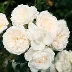 Fragrant Rose Plant Live Bush Shrub or Climbing, Old-Fashioned Roses Summer Rebloomer in 2.5 Inch Pot, Lanscape Rose Plant (Assorted) (White)