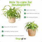 Hanging Curly Spider Plant Live in 4 Inch Pot | Bonnie Spider Plant | Air-Purifying | Low Maintenance | Perfect for Home and Office Decor | Easy Care Starter Plants
