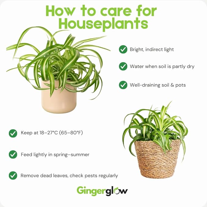 Curly Spider Plants Live House Plant | 4 Inch Pot Hanging Bonnie Spider Plant | Low Maintenance, Thrives in Home & Office, Perfect for Plant Enthusiasts