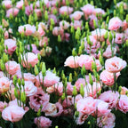Eustoma Lisianthus Plant Live, Lisianthus Flowers Well Rooted Plug 2-3 Inch Height, Lisianthus Thornless Roses Seedling (Pink Lisianthus)