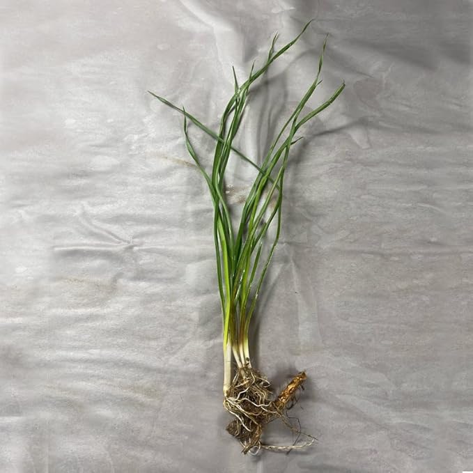 Flowering Rush, a Great Live Pond Plant for Your Water Garden. Filters The koi and Goldfish Pond. Good for Bogs, Plant Shelf or Shallow Water This marginal Aquatic is a Real Beauty