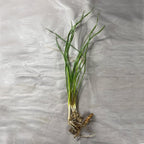 Flowering Rush, a Great Live Pond Plant for Your Water Garden. Filters The koi and Goldfish Pond. Good for Bogs, Plant Shelf or Shallow Water This marginal Aquatic is a Real Beauty