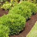 Brighter Blooms - Soft Touch Holly Shrub, 3 Gallon - No Shipping to AK, AZ, HI, OR
