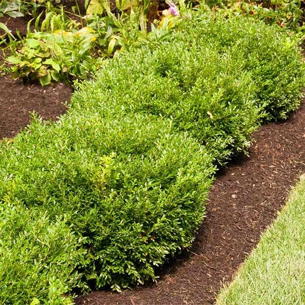 Brighter Blooms - Soft Touch Holly Shrub, 3 Gallon - No Shipping to AK, AZ, HI, OR