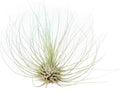 Light Blue Colorful Tillandsia Air Plants -Long Lasting Color Enhanced Live Tillandsia Succulent House Plants - Home and Garden Decor -Easy Care Indoor/Outdoor Plants (Argentea Thin, Single)