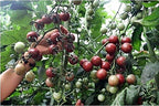 30+ Black Cherry Tomato Seeds, Heirloom Non-GMO, Low Acid, Indeterminate, Open-Pollinated, Sweet, Productive, from USA