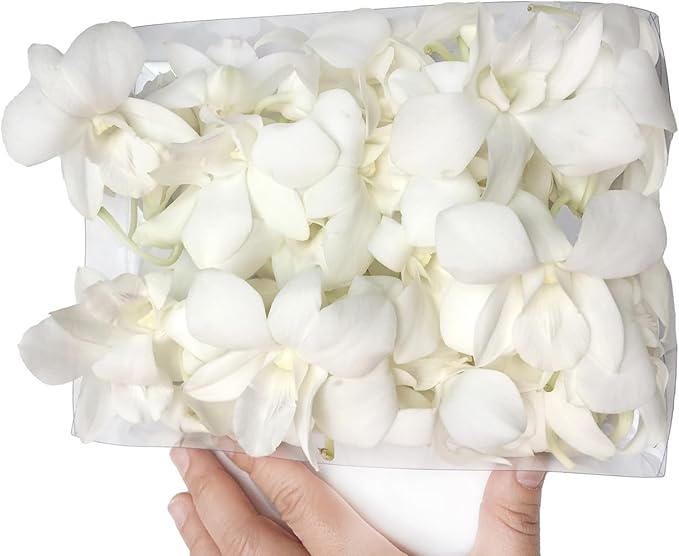 Miami FRESH CUT FLOWERS Orchid Loose Bloom OrchidClub USA by Sunne Tropical DIY Lei, food & drink decoration (50 WHITE)