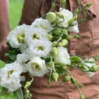 Eustoma Lisianthus Plant Live, Lisianthus Flowers Well Rooted Plug 2-3 Inch Height, Lisianthus Thornless Roses Seedling (White Lisianthus)